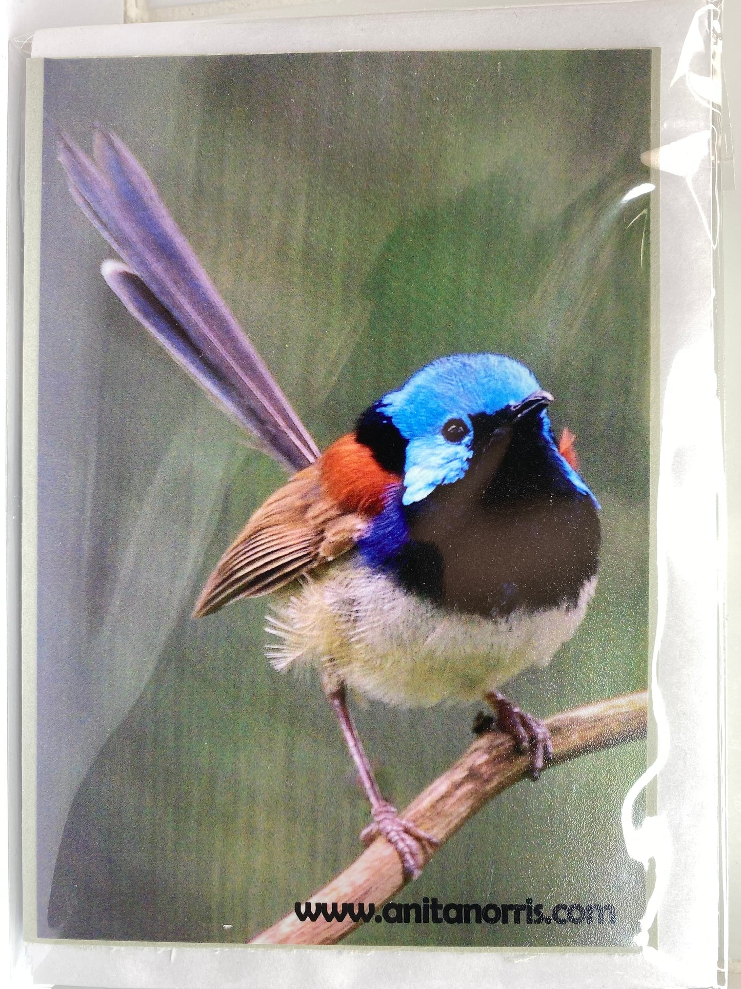 Anita Norris PHOTOGRAPHY blank Gift Cards