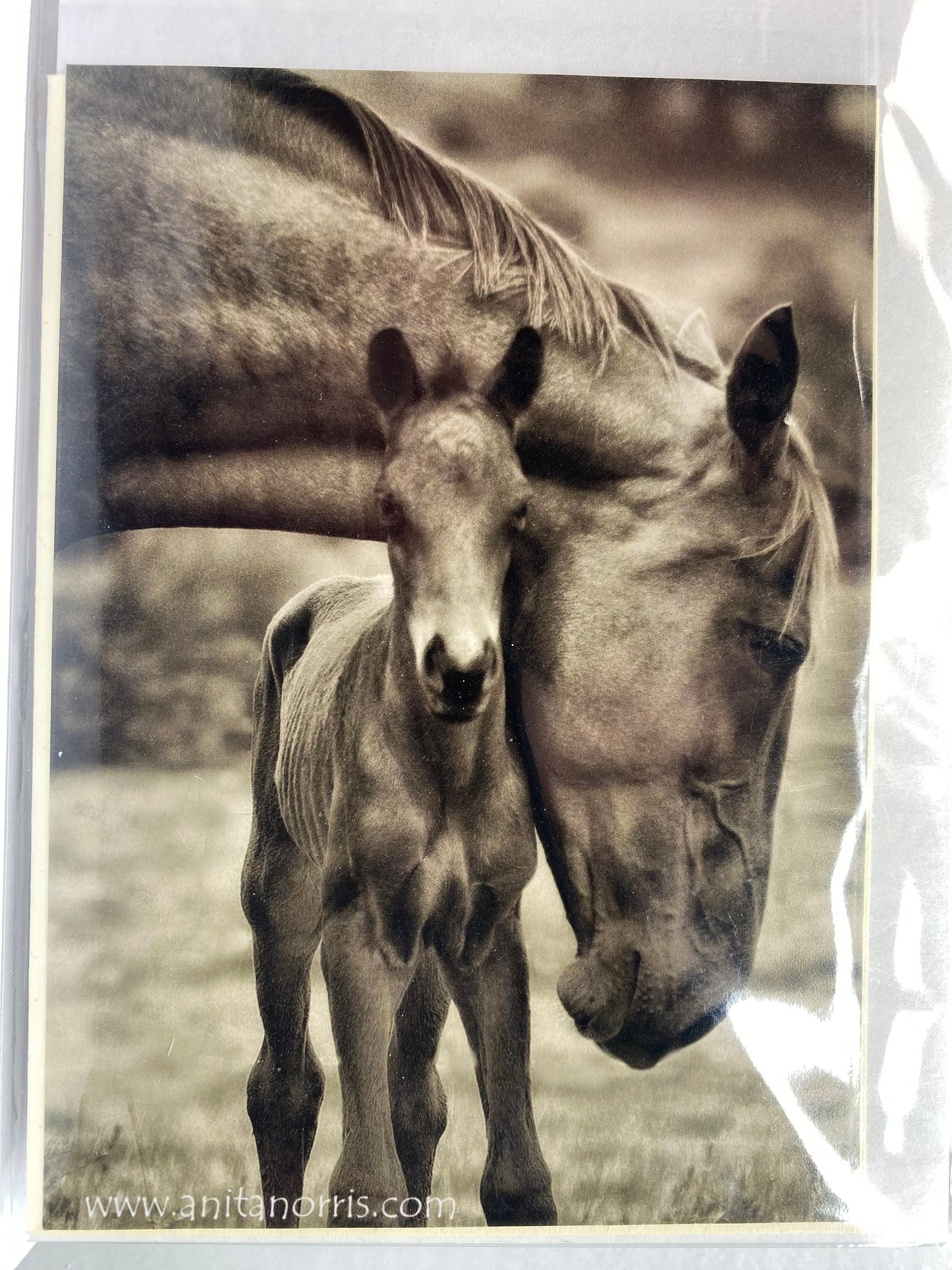 Anita Norris PHOTOGRAPHY blank Gift Cards