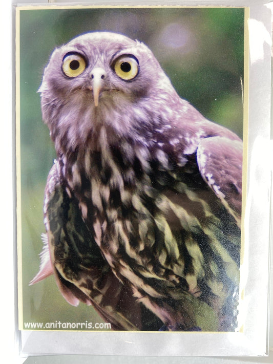 Anita Norris PHOTOGRAPHY blank Gift Cards